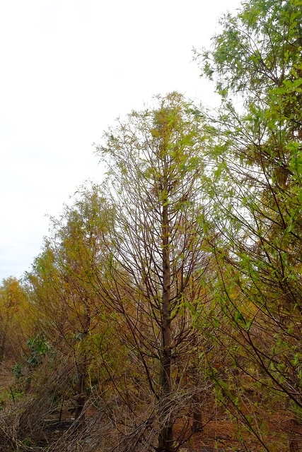 2016台灣蜀藝節-田中窯創意園區┃彰化旅遊景點:蜀葵花田迷宮躲貓貓、美麗的大片落羽松、貓咪主題裝置藝術、窯烤麵包、青森蘋果霜淇淋、鄰近高鐵彰化站步行10分鐘即可抵達 @飛天璇的口袋