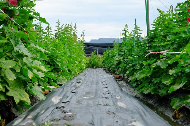 2016台灣蜀藝節-田中窯創意園區┃彰化旅遊景點:蜀葵花田迷宮躲貓貓、美麗的大片落羽松、貓咪主題裝置藝術、窯烤麵包、青森蘋果霜淇淋、鄰近高鐵彰化站步行10分鐘即可抵達 @飛天璇的口袋