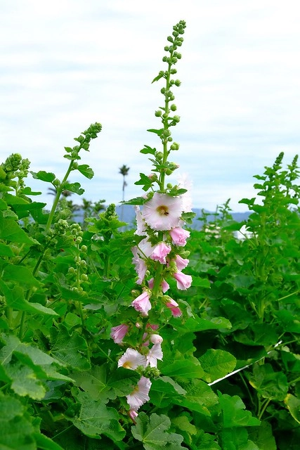2016台灣蜀藝節-田中窯創意園區┃彰化旅遊景點:蜀葵花田迷宮躲貓貓、美麗的大片落羽松、貓咪主題裝置藝術、窯烤麵包、青森蘋果霜淇淋、鄰近高鐵彰化站步行10分鐘即可抵達 @飛天璇的口袋