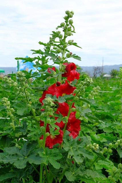 2016台灣蜀藝節-田中窯創意園區┃彰化旅遊景點:蜀葵花田迷宮躲貓貓、美麗的大片落羽松、貓咪主題裝置藝術、窯烤麵包、青森蘋果霜淇淋、鄰近高鐵彰化站步行10分鐘即可抵達 @飛天璇的口袋