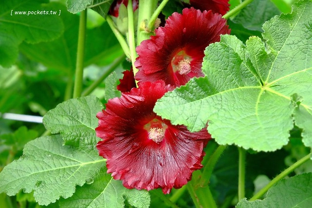 2016台灣蜀藝節-田中窯創意園區┃彰化旅遊景點:蜀葵花田迷宮躲貓貓、美麗的大片落羽松、貓咪主題裝置藝術、窯烤麵包、青森蘋果霜淇淋、鄰近高鐵彰化站步行10分鐘即可抵達 @飛天璇的口袋