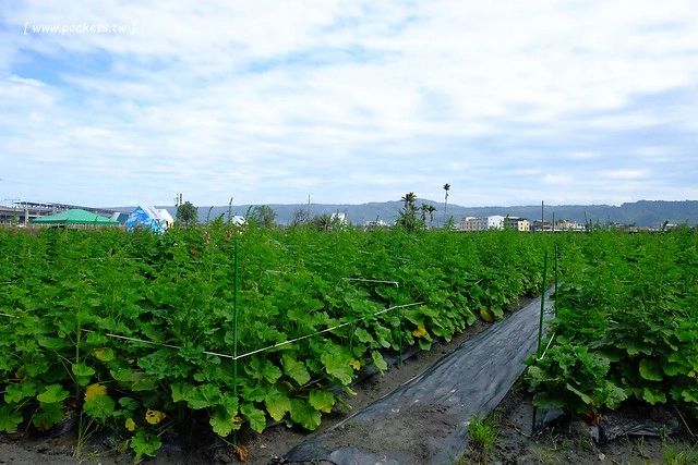 2016台灣蜀藝節-田中窯創意園區┃彰化旅遊景點:蜀葵花田迷宮躲貓貓、美麗的大片落羽松、貓咪主題裝置藝術、窯烤麵包、青森蘋果霜淇淋、鄰近高鐵彰化站步行10分鐘即可抵達 @飛天璇的口袋