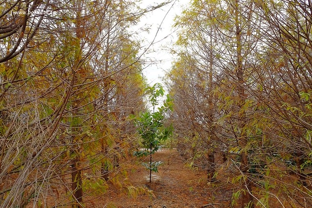 2016台灣蜀藝節-田中窯創意園區┃彰化旅遊景點:蜀葵花田迷宮躲貓貓、美麗的大片落羽松、貓咪主題裝置藝術、窯烤麵包、青森蘋果霜淇淋、鄰近高鐵彰化站步行10分鐘即可抵達 @飛天璇的口袋