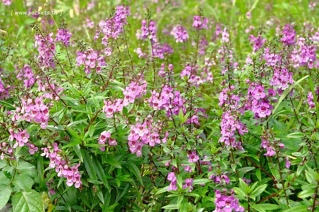 2016台灣蜀藝節-田中窯創意園區┃彰化旅遊景點:蜀葵花田迷宮躲貓貓、美麗的大片落羽松、貓咪主題裝置藝術、窯烤麵包、青森蘋果霜淇淋、鄰近高鐵彰化站步行10分鐘即可抵達 @飛天璇的口袋