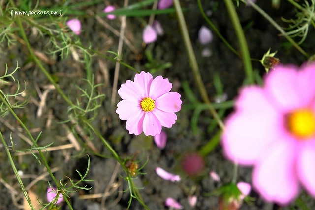2016台灣蜀藝節-田中窯創意園區┃彰化旅遊景點:蜀葵花田迷宮躲貓貓、美麗的大片落羽松、貓咪主題裝置藝術、窯烤麵包、青森蘋果霜淇淋、鄰近高鐵彰化站步行10分鐘即可抵達 @飛天璇的口袋