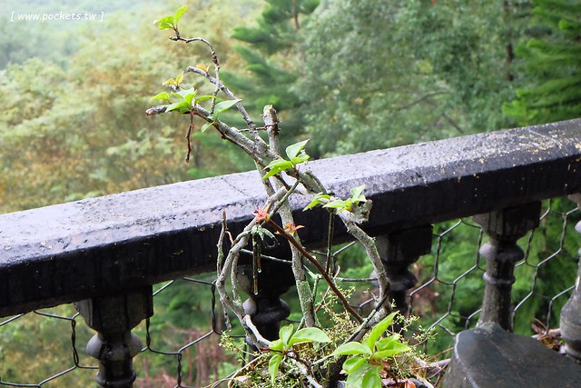 花蓮鳳林|月廬梅子雞|隱身在半山腰中,有擁絕佳的美景,連在地人都激推的好吃梅子雞,要提前預約才吃的到,此行最懷念的花蓮美食推薦 @飛天璇的口袋