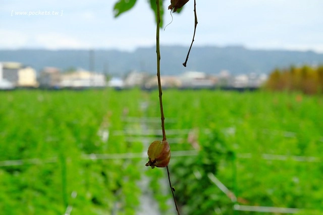 2016台灣蜀藝節-田中窯創意園區┃彰化旅遊景點:蜀葵花田迷宮躲貓貓、美麗的大片落羽松、貓咪主題裝置藝術、窯烤麵包、青森蘋果霜淇淋、鄰近高鐵彰化站步行10分鐘即可抵達 @飛天璇的口袋
