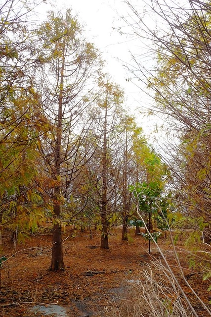 2016台灣蜀藝節-田中窯創意園區┃彰化旅遊景點:蜀葵花田迷宮躲貓貓、美麗的大片落羽松、貓咪主題裝置藝術、窯烤麵包、青森蘋果霜淇淋、鄰近高鐵彰化站步行10分鐘即可抵達 @飛天璇的口袋