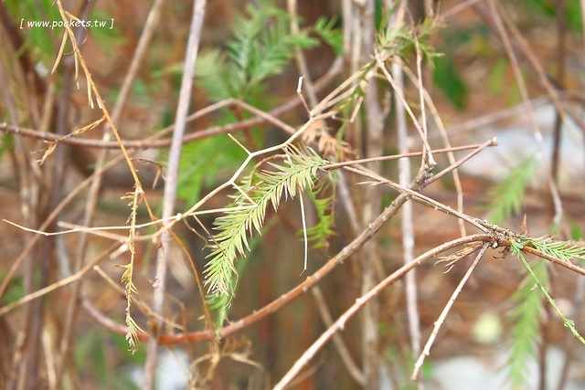 2016台灣蜀藝節-田中窯創意園區┃彰化旅遊景點:蜀葵花田迷宮躲貓貓、美麗的大片落羽松、貓咪主題裝置藝術、窯烤麵包、青森蘋果霜淇淋、鄰近高鐵彰化站步行10分鐘即可抵達 @飛天璇的口袋
