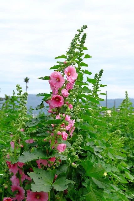 2016台灣蜀藝節-田中窯創意園區┃彰化旅遊景點:蜀葵花田迷宮躲貓貓、美麗的大片落羽松、貓咪主題裝置藝術、窯烤麵包、青森蘋果霜淇淋、鄰近高鐵彰化站步行10分鐘即可抵達 @飛天璇的口袋