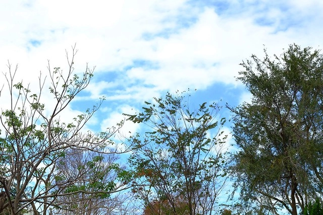 2016台灣蜀藝節-田中窯創意園區┃彰化旅遊景點:蜀葵花田迷宮躲貓貓、美麗的大片落羽松、貓咪主題裝置藝術、窯烤麵包、青森蘋果霜淇淋、鄰近高鐵彰化站步行10分鐘即可抵達 @飛天璇的口袋