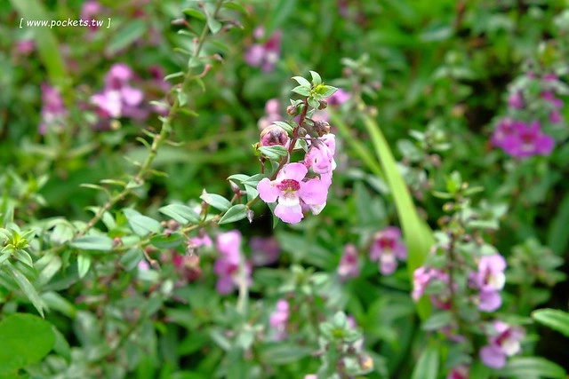 2016台灣蜀藝節-田中窯創意園區┃彰化旅遊景點:蜀葵花田迷宮躲貓貓、美麗的大片落羽松、貓咪主題裝置藝術、窯烤麵包、青森蘋果霜淇淋、鄰近高鐵彰化站步行10分鐘即可抵達 @飛天璇的口袋