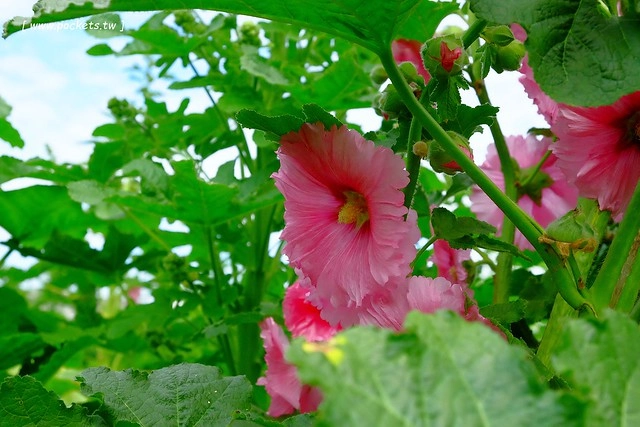 2016台灣蜀藝節-田中窯創意園區┃彰化旅遊景點:蜀葵花田迷宮躲貓貓、美麗的大片落羽松、貓咪主題裝置藝術、窯烤麵包、青森蘋果霜淇淋、鄰近高鐵彰化站步行10分鐘即可抵達 @飛天璇的口袋