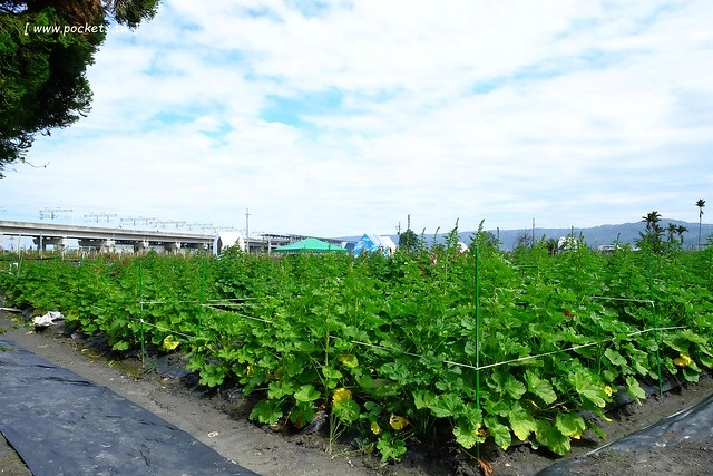 2016台灣蜀藝節-田中窯創意園區┃彰化旅遊景點:蜀葵花田迷宮躲貓貓、美麗的大片落羽松、貓咪主題裝置藝術、窯烤麵包、青森蘋果霜淇淋、鄰近高鐵彰化站步行10分鐘即可抵達 @飛天璇的口袋