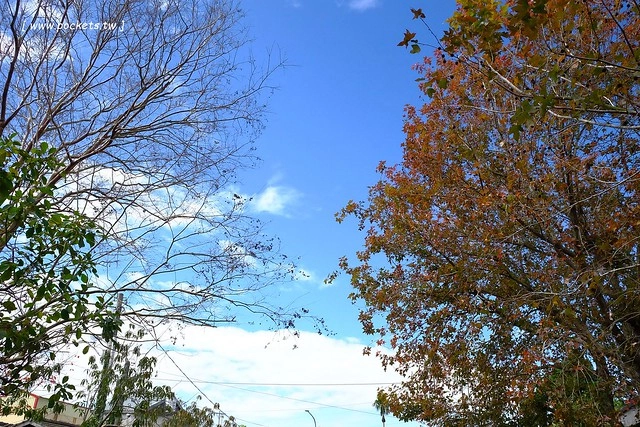 2016台灣蜀藝節-田中窯創意園區┃彰化旅遊景點:蜀葵花田迷宮躲貓貓、美麗的大片落羽松、貓咪主題裝置藝術、窯烤麵包、青森蘋果霜淇淋、鄰近高鐵彰化站步行10分鐘即可抵達 @飛天璇的口袋