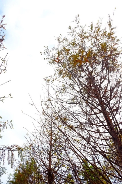 2016台灣蜀藝節-田中窯創意園區┃彰化旅遊景點:蜀葵花田迷宮躲貓貓、美麗的大片落羽松、貓咪主題裝置藝術、窯烤麵包、青森蘋果霜淇淋、鄰近高鐵彰化站步行10分鐘即可抵達 @飛天璇的口袋