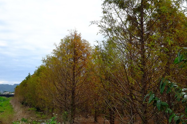 2016台灣蜀藝節-田中窯創意園區┃彰化旅遊景點:蜀葵花田迷宮躲貓貓、美麗的大片落羽松、貓咪主題裝置藝術、窯烤麵包、青森蘋果霜淇淋、鄰近高鐵彰化站步行10分鐘即可抵達 @飛天璇的口袋