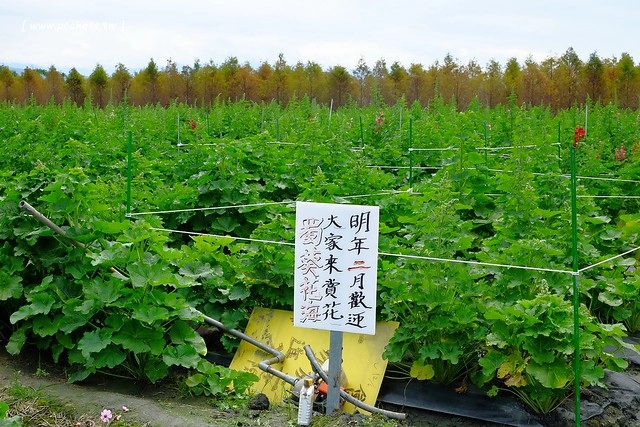 2016台灣蜀藝節-田中窯創意園區┃彰化旅遊景點:蜀葵花田迷宮躲貓貓、美麗的大片落羽松、貓咪主題裝置藝術、窯烤麵包、青森蘋果霜淇淋、鄰近高鐵彰化站步行10分鐘即可抵達 @飛天璇的口袋