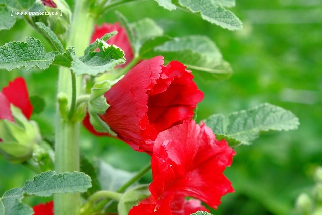 2016台灣蜀藝節-田中窯創意園區┃彰化旅遊景點:蜀葵花田迷宮躲貓貓、美麗的大片落羽松、貓咪主題裝置藝術、窯烤麵包、青森蘋果霜淇淋、鄰近高鐵彰化站步行10分鐘即可抵達 @飛天璇的口袋