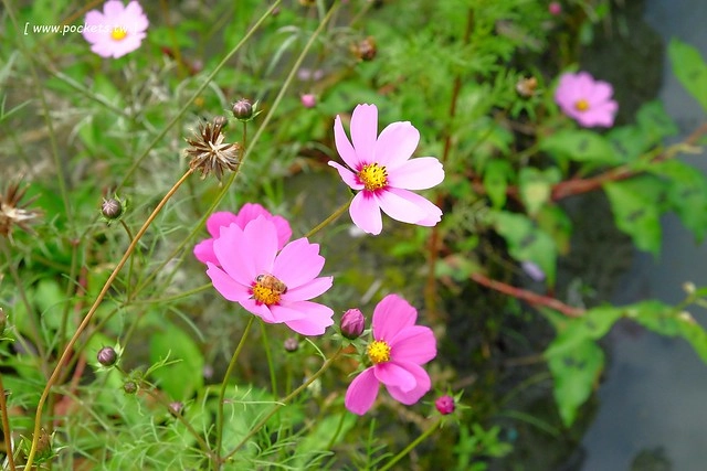 2016台灣蜀藝節-田中窯創意園區┃彰化旅遊景點:蜀葵花田迷宮躲貓貓、美麗的大片落羽松、貓咪主題裝置藝術、窯烤麵包、青森蘋果霜淇淋、鄰近高鐵彰化站步行10分鐘即可抵達 @飛天璇的口袋