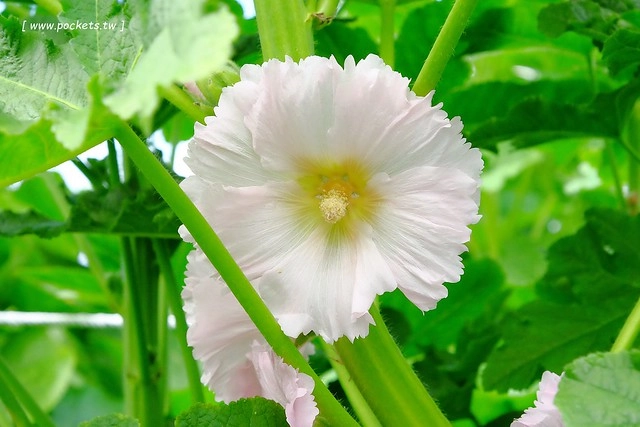 2016台灣蜀藝節-田中窯創意園區┃彰化旅遊景點:蜀葵花田迷宮躲貓貓、美麗的大片落羽松、貓咪主題裝置藝術、窯烤麵包、青森蘋果霜淇淋、鄰近高鐵彰化站步行10分鐘即可抵達 @飛天璇的口袋