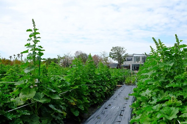 2016台灣蜀藝節-田中窯創意園區┃彰化旅遊景點:蜀葵花田迷宮躲貓貓、美麗的大片落羽松、貓咪主題裝置藝術、窯烤麵包、青森蘋果霜淇淋、鄰近高鐵彰化站步行10分鐘即可抵達 @飛天璇的口袋