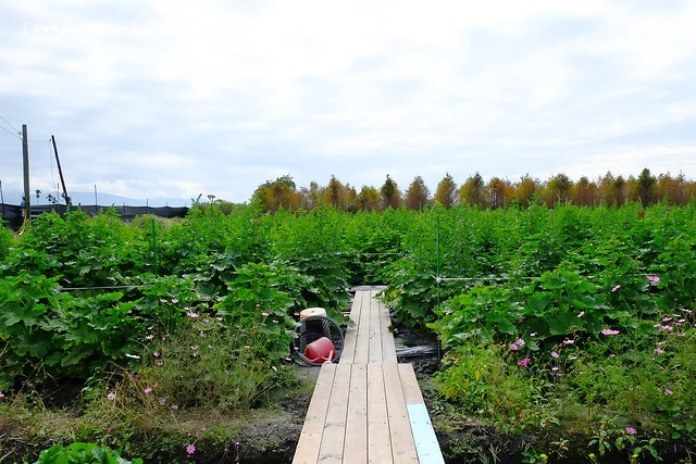 2016台灣蜀藝節-田中窯創意園區┃彰化旅遊景點:蜀葵花田迷宮躲貓貓、美麗的大片落羽松、貓咪主題裝置藝術、窯烤麵包、青森蘋果霜淇淋、鄰近高鐵彰化站步行10分鐘即可抵達 @飛天璇的口袋
