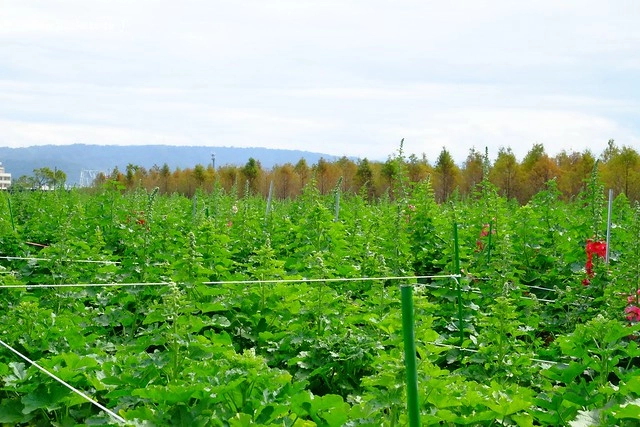2016台灣蜀藝節-田中窯創意園區┃彰化旅遊景點:蜀葵花田迷宮躲貓貓、美麗的大片落羽松、貓咪主題裝置藝術、窯烤麵包、青森蘋果霜淇淋、鄰近高鐵彰化站步行10分鐘即可抵達 @飛天璇的口袋