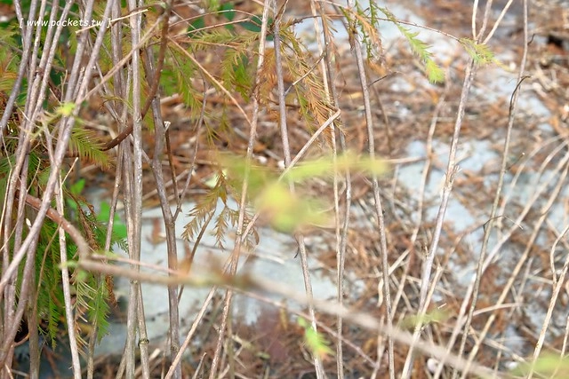 2016台灣蜀藝節-田中窯創意園區┃彰化旅遊景點:蜀葵花田迷宮躲貓貓、美麗的大片落羽松、貓咪主題裝置藝術、窯烤麵包、青森蘋果霜淇淋、鄰近高鐵彰化站步行10分鐘即可抵達 @飛天璇的口袋