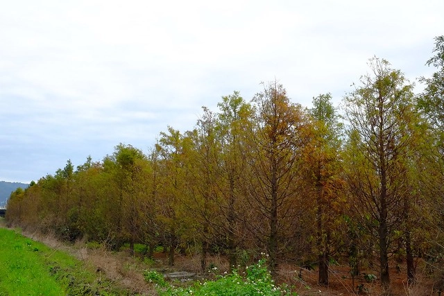 2016台灣蜀藝節-田中窯創意園區┃彰化旅遊景點:蜀葵花田迷宮躲貓貓、美麗的大片落羽松、貓咪主題裝置藝術、窯烤麵包、青森蘋果霜淇淋、鄰近高鐵彰化站步行10分鐘即可抵達 @飛天璇的口袋