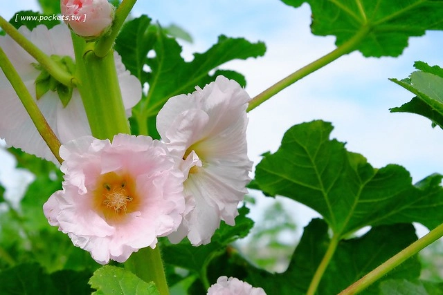 2016台灣蜀藝節-田中窯創意園區┃彰化旅遊景點:蜀葵花田迷宮躲貓貓、美麗的大片落羽松、貓咪主題裝置藝術、窯烤麵包、青森蘋果霜淇淋、鄰近高鐵彰化站步行10分鐘即可抵達 @飛天璇的口袋