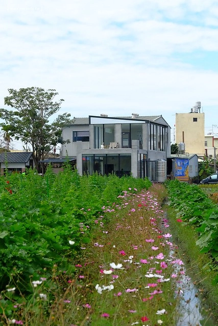 2016台灣蜀藝節-田中窯創意園區┃彰化旅遊景點:蜀葵花田迷宮躲貓貓、美麗的大片落羽松、貓咪主題裝置藝術、窯烤麵包、青森蘋果霜淇淋、鄰近高鐵彰化站步行10分鐘即可抵達 @飛天璇的口袋