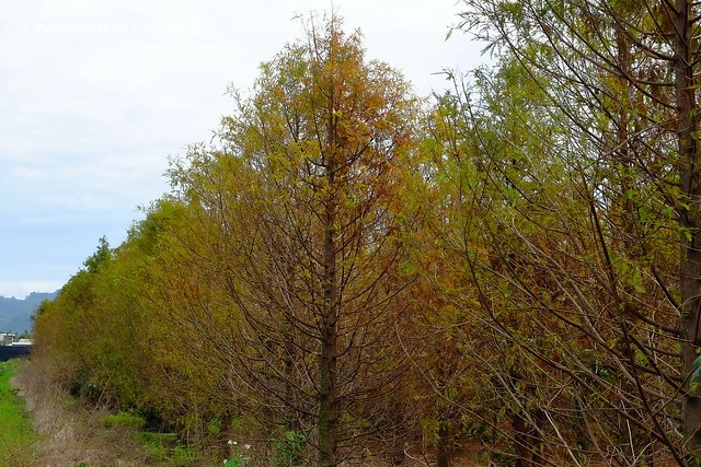2016台灣蜀藝節-田中窯創意園區┃彰化旅遊景點:蜀葵花田迷宮躲貓貓、美麗的大片落羽松、貓咪主題裝置藝術、窯烤麵包、青森蘋果霜淇淋、鄰近高鐵彰化站步行10分鐘即可抵達 @飛天璇的口袋