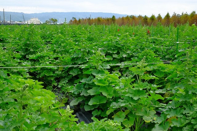 2016台灣蜀藝節-田中窯創意園區┃彰化旅遊景點:蜀葵花田迷宮躲貓貓、美麗的大片落羽松、貓咪主題裝置藝術、窯烤麵包、青森蘋果霜淇淋、鄰近高鐵彰化站步行10分鐘即可抵達 @飛天璇的口袋