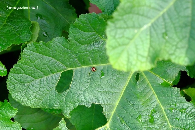 2016台灣蜀藝節-田中窯創意園區┃彰化旅遊景點:蜀葵花田迷宮躲貓貓、美麗的大片落羽松、貓咪主題裝置藝術、窯烤麵包、青森蘋果霜淇淋、鄰近高鐵彰化站步行10分鐘即可抵達 @飛天璇的口袋