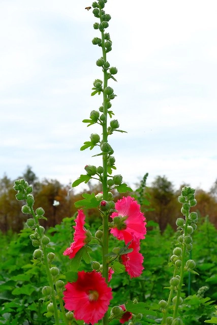 2016台灣蜀藝節-田中窯創意園區┃彰化旅遊景點:蜀葵花田迷宮躲貓貓、美麗的大片落羽松、貓咪主題裝置藝術、窯烤麵包、青森蘋果霜淇淋、鄰近高鐵彰化站步行10分鐘即可抵達 @飛天璇的口袋