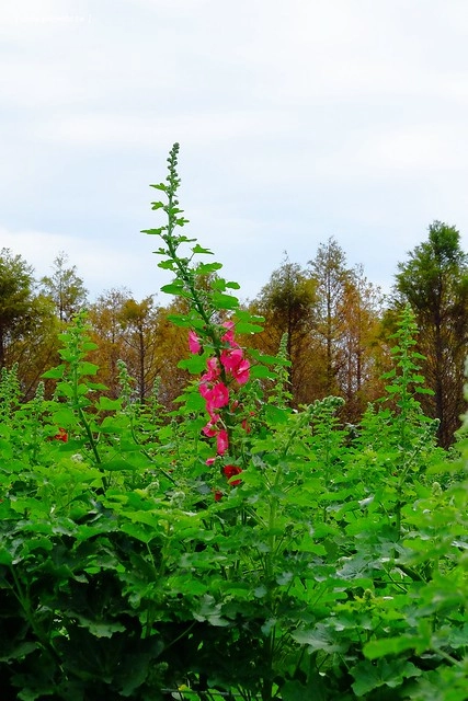 2016台灣蜀藝節-田中窯創意園區┃彰化旅遊景點:蜀葵花田迷宮躲貓貓、美麗的大片落羽松、貓咪主題裝置藝術、窯烤麵包、青森蘋果霜淇淋、鄰近高鐵彰化站步行10分鐘即可抵達 @飛天璇的口袋