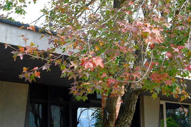 2016台灣蜀藝節-田中窯創意園區┃彰化旅遊景點:蜀葵花田迷宮躲貓貓、美麗的大片落羽松、貓咪主題裝置藝術、窯烤麵包、青森蘋果霜淇淋、鄰近高鐵彰化站步行10分鐘即可抵達 @飛天璇的口袋