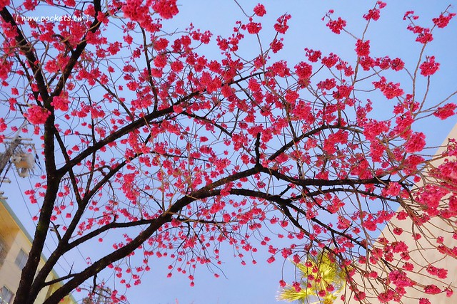 【日本愛知】名古屋櫻花~市營地鐵櫻通線地鐵高岳站#2出口附近,大寒櫻盛開中,粉到冒泡的幸福,爆炸性的美麗(名古屋賞櫻秘境3/14最新花況) @飛天璇的口袋