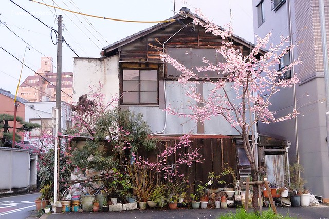 【日本愛知】名古屋櫻花~市營地鐵櫻通線地鐵高岳站#2出口附近,大寒櫻盛開中,粉到冒泡的幸福,爆炸性的美麗(名古屋賞櫻秘境3/14最新花況) @飛天璇的口袋