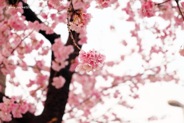 【日本愛知】名古屋櫻花~市營地鐵櫻通線地鐵高岳站#2出口附近,大寒櫻盛開中,粉到冒泡的幸福,爆炸性的美麗(名古屋賞櫻秘境3/14最新花況) @飛天璇的口袋