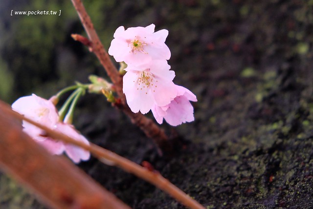 【日本愛知】名古屋櫻花~市營地鐵櫻通線地鐵高岳站#2出口附近,大寒櫻盛開中,粉到冒泡的幸福,爆炸性的美麗(名古屋賞櫻秘境3/14最新花況) @飛天璇的口袋