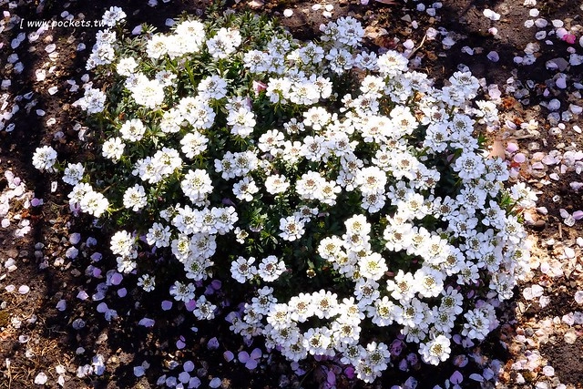【日本三重】鈴鹿の森庭園~整個美到爆炸的垂枝梅,園內有多種梅花和櫻花可以觀賞,位於南紀三重縣鈴鹿市,自由行遊客建議自駕前往比較方便 @飛天璇的口袋