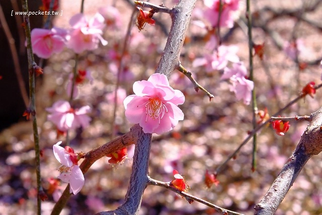 【日本三重】鈴鹿の森庭園~整個美到爆炸的垂枝梅,園內有多種梅花和櫻花可以觀賞,位於南紀三重縣鈴鹿市,自由行遊客建議自駕前往比較方便 @飛天璇的口袋