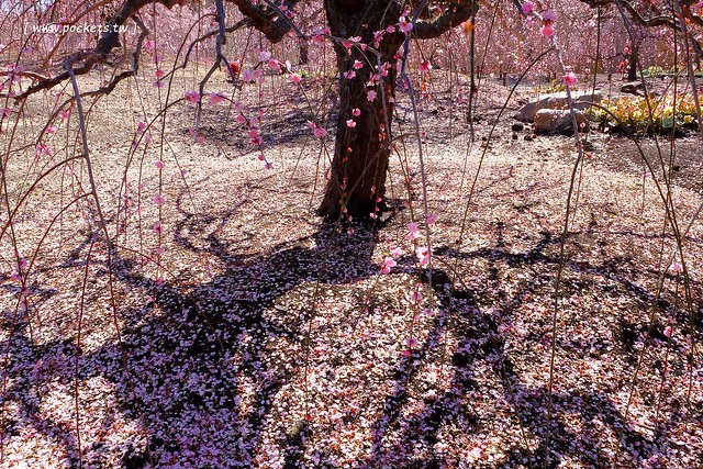 【日本三重】鈴鹿の森庭園~整個美到爆炸的垂枝梅,園內有多種梅花和櫻花可以觀賞,位於南紀三重縣鈴鹿市,自由行遊客建議自駕前往比較方便 @飛天璇的口袋