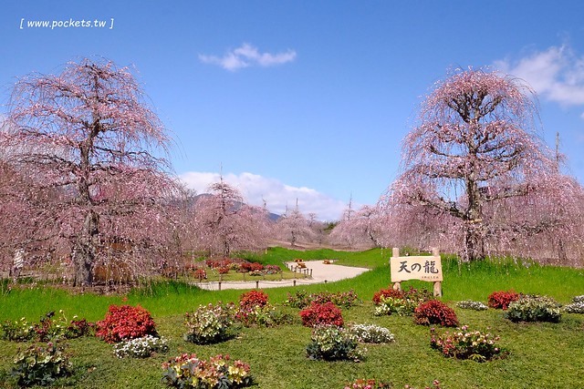 【日本三重】鈴鹿の森庭園~整個美到爆炸的垂枝梅,園內有多種梅花和櫻花可以觀賞,位於南紀三重縣鈴鹿市,自由行遊客建議自駕前往比較方便 @飛天璇的口袋