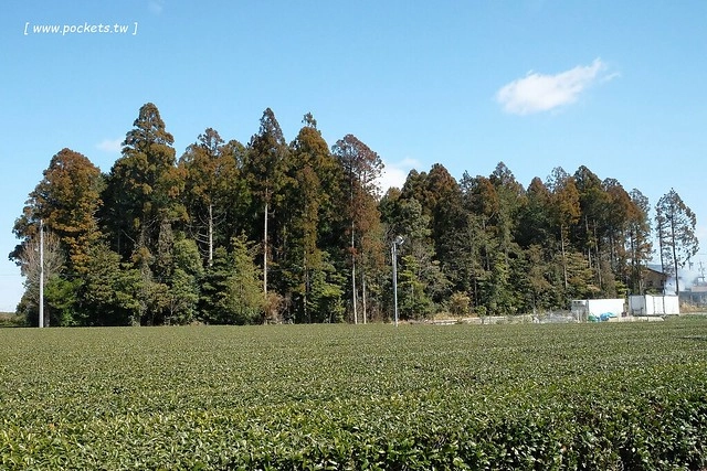 【日本三重】鈴鹿の森庭園~整個美到爆炸的垂枝梅,園內有多種梅花和櫻花可以觀賞,位於南紀三重縣鈴鹿市,自由行遊客建議自駕前往比較方便 @飛天璇的口袋