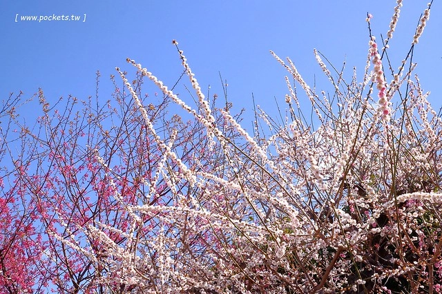 【日本三重】鈴鹿の森庭園~整個美到爆炸的垂枝梅,園內有多種梅花和櫻花可以觀賞,位於南紀三重縣鈴鹿市,自由行遊客建議自駕前往比較方便 @飛天璇的口袋
