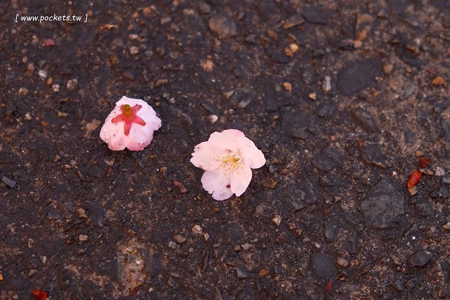 【日本愛知】名古屋櫻花~市營地鐵櫻通線地鐵高岳站#2出口附近,大寒櫻盛開中,粉到冒泡的幸福,爆炸性的美麗(名古屋賞櫻秘境3/14最新花況) @飛天璇的口袋