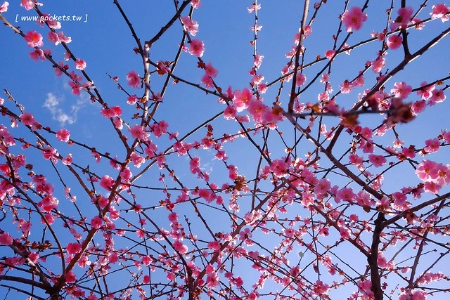 【日本三重】鈴鹿の森庭園~整個美到爆炸的垂枝梅,園內有多種梅花和櫻花可以觀賞,位於南紀三重縣鈴鹿市,自由行遊客建議自駕前往比較方便 @飛天璇的口袋